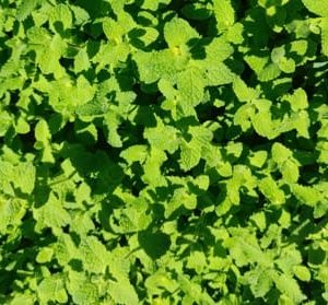 Pennyroyal