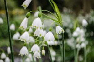 Giant Snowdrop