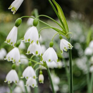 Giant Snowdrop