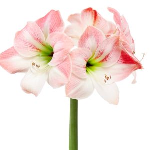Apple Blossom