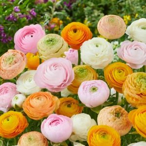Pastel Mix