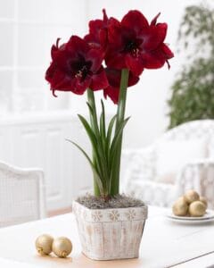 Red Pearl