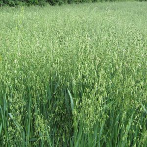 Forage Oats Plus Mix