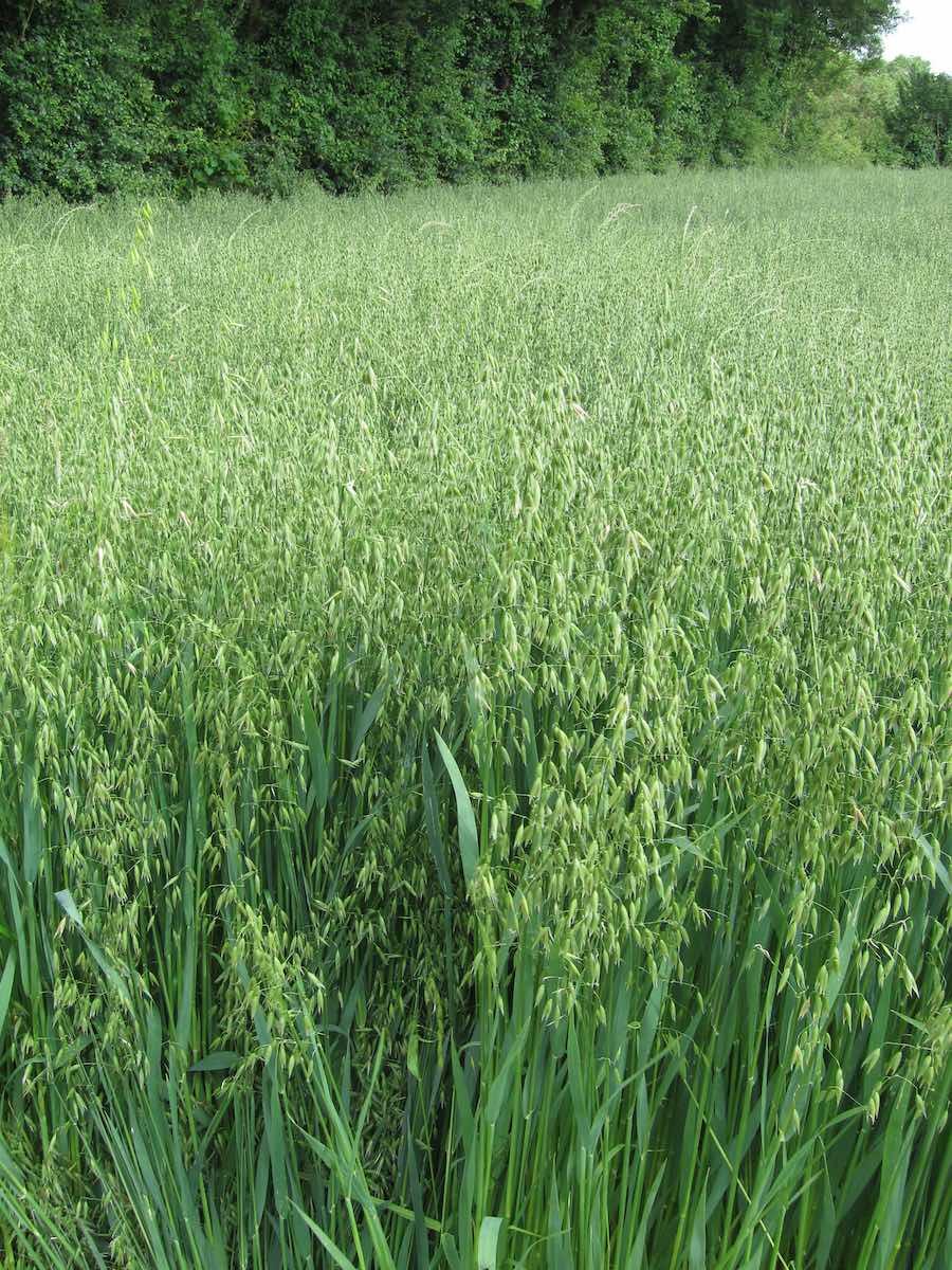 Forage Oats Plus Mix 1 Forage Oats Plus Mix