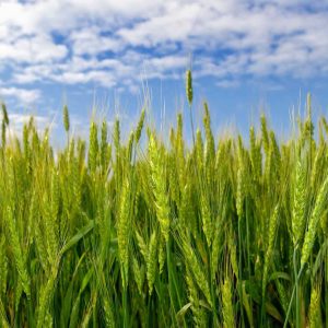 Winter Rye (Common)