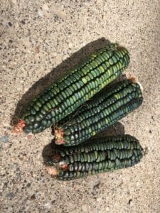 Oaxacan Green