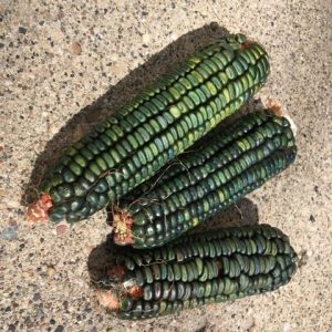 Oaxacan Green