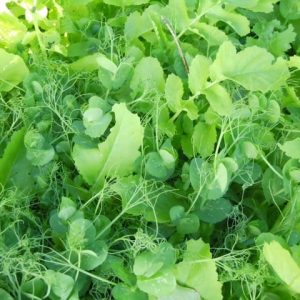 Groundbreaker Mix (N-Vest)
