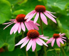Angustifolia