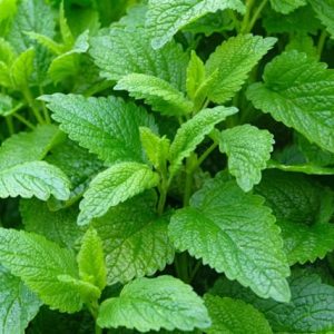 Lemon Balm