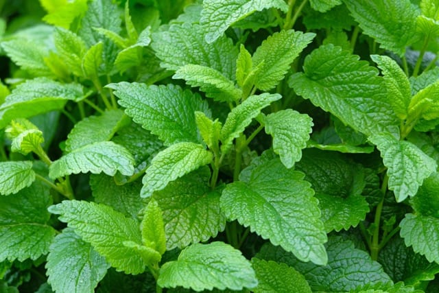 Lemon Balm 1 Lemon Balm