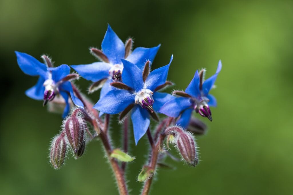 Borage 1 Borage
