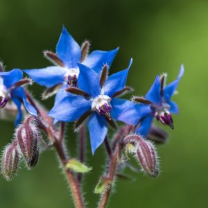 Borage