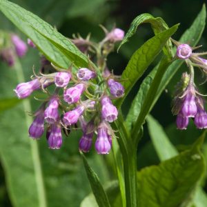 Comfrey