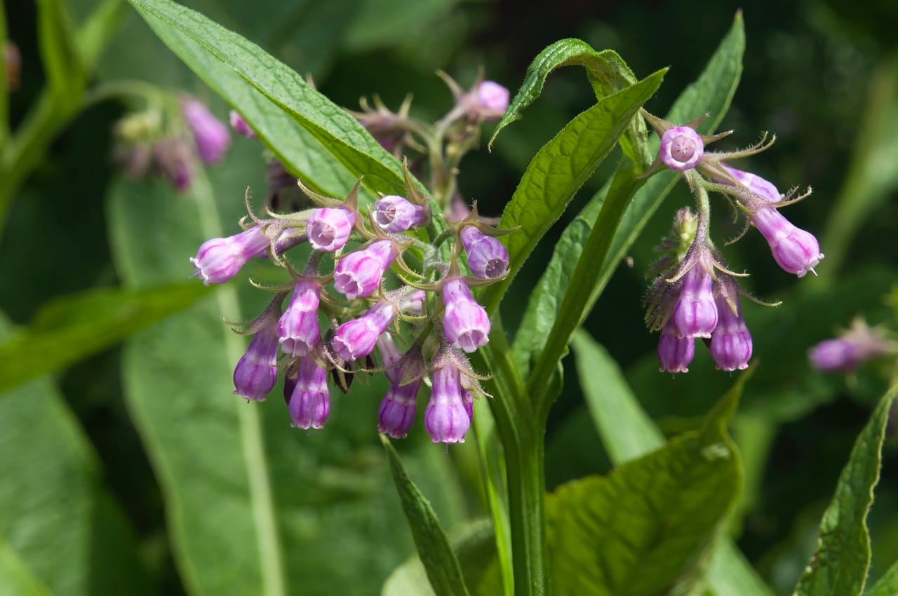 Comfrey 1 Comfrey