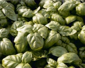 Genovese