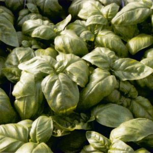 Genovese