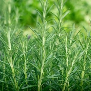 Rosemary
