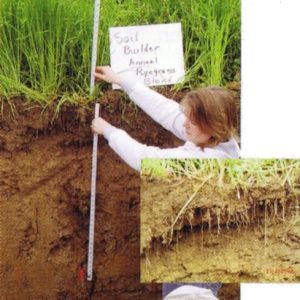 Annual Ryegrass