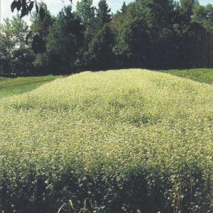 Buckwheat