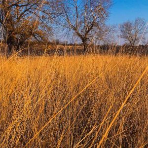 Switchgrass . Cave In Rock