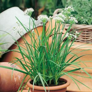 Garlic