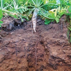 Groundhog Radish