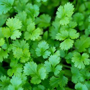 Cilantro