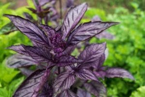 Purple Ruffles