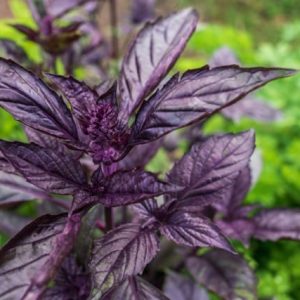 Purple Ruffles