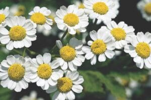 Feverfew