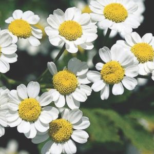 Feverfew