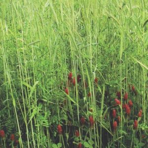 Fall Green Manure Mix