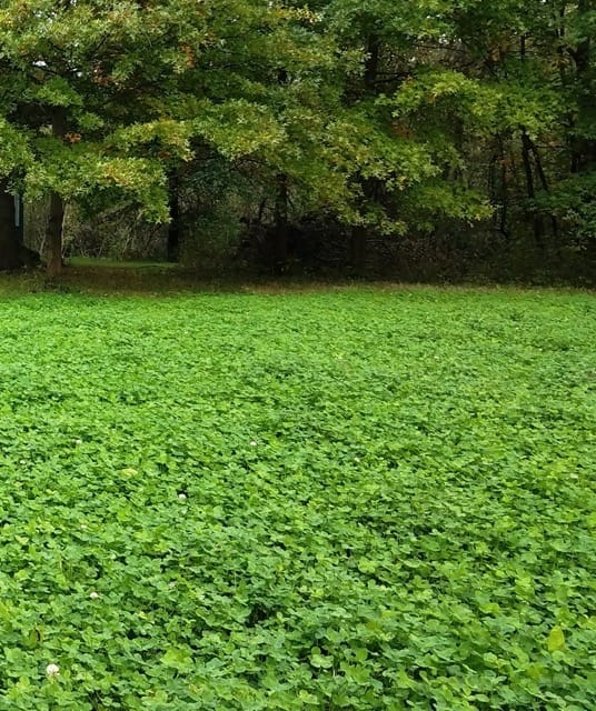 Classic Clover 1 Classic Clover