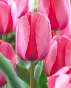 Pink Impression