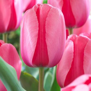Pink Impression