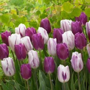 Purple Mix