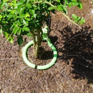 Tree Sprinkler