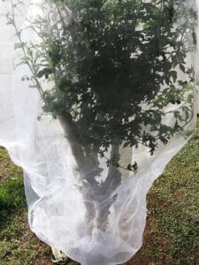 Insect Net Bag w Zipper