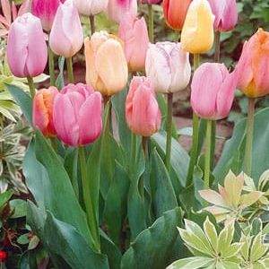 Easter Joy Mixture