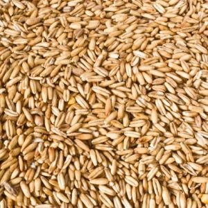 Oat Berries