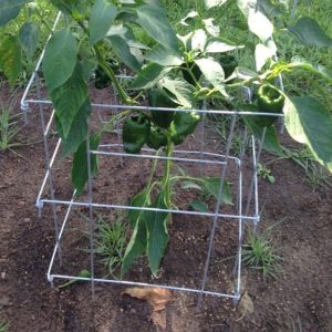 Pepper Cage