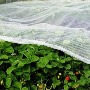 Insect Netting