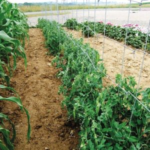Pea Fence