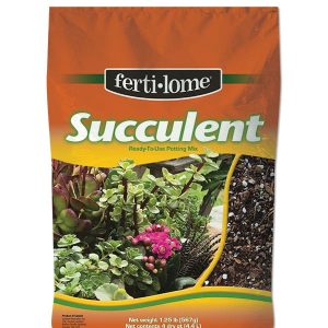 Succulent Mix
