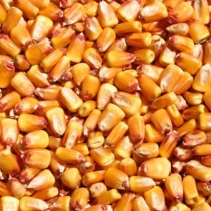 Dent Corn