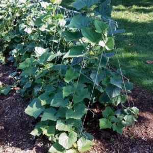 Cucumber Trellis