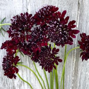 Black Knight