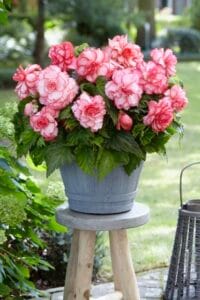 Bouten De Rose