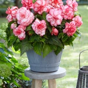 Bouten De Rose